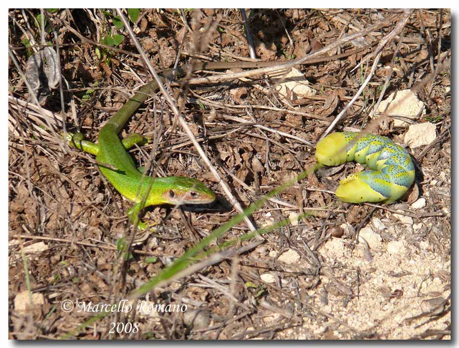 Bruco di Acherontia atropos vs Lacerta bilineata